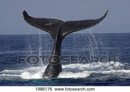 Stock Photograph - Hawaii, Big Island, Kona, Humpback Whale (Megaptera Novaeangliae) Fluking.. Fotosearch