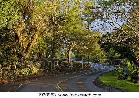 Stock Image - Hawaii, Big Island, Kona, Mamalahoa Highway Scenic Drive.. Fotosearch