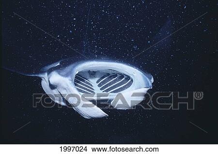 Picture - Hawaii, Big Island, Kona, Manta Ray Feeds (Manta Birostris) Front View A86C. Fotosearch