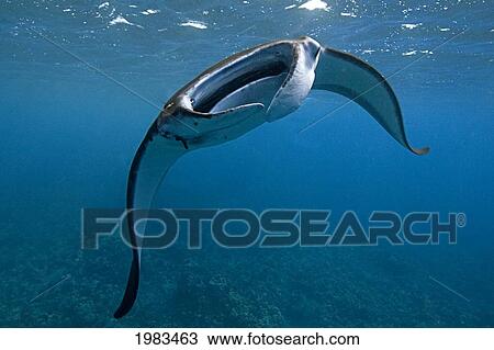Stock Image - Hawaii, Big Island, Kona, Manta Ray (Manta Bistrosis).. Fotosearch