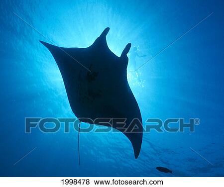 Stock Photo - Hawaii, Big Island, Kona, Manta Ray (Manta Birostris) Fish And Snorkeler, Sunburst B1959. Fotosearch