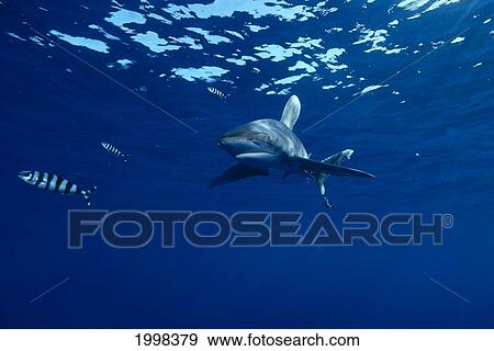 Stock Photo - Hawaii, Big Island, Kona, Oceanic Whitetip Shark (Carcharhinus Longimanus) Near Surface B2020. Fotosearch