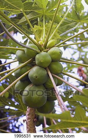 Stock Image - Hawaii, Big Island, Kona, Papaya Growing From Tree. Fotosearch
