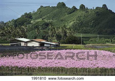 Stock Image - Hawaii, Big Island, Kona, Puna, Kapoho, Field Of Pink Vanda Orchids.. Fotosearch