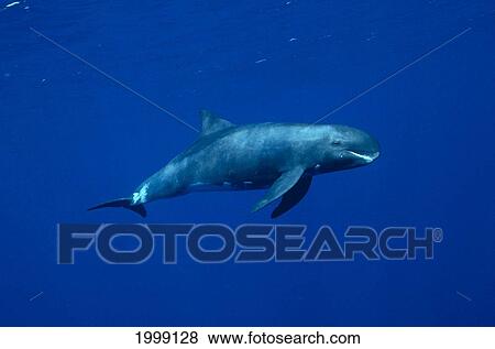Stock Photo - Hawaii, Big Island, Kona, Pygmy Killer Whale In Blue Waters, Side View B1997. Fotosearch