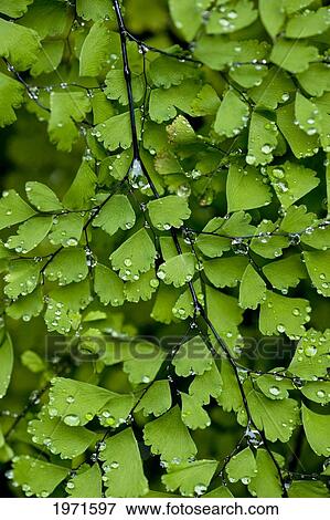 Hawaii, Big Island, Kona, Raindrops On Maidenhair Fern. View Large Photo Image Stock Photo - Hawaii, Big Island, Kona, Raindrops On Maidenhair Fern.. Fotosearch