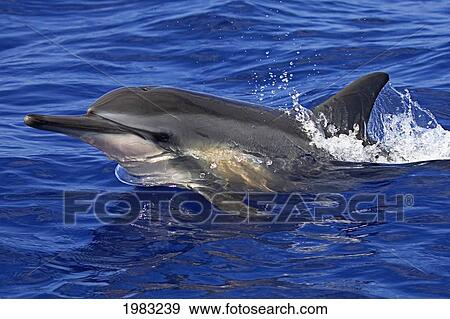 Hawaii, Big Island, Kona, Spinner Dolphin (Stenella Longirostris) At Surface. View Large Photo Image Stock Photo - Hawaii, Big Island, Kona, Spinner Dolphin (Stenella Longirostris) At Surface.. Fotosearch