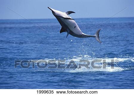 Hawaii, Big Island, Kona, Spinner Dolphin Airborne, Underside View (Stenella Longirostris) C2002 View Large Photo Image Stock Photography - Hawaii, Big Island, Kona, Spinner Dolphin Airborne, Underside View (Stenella Longirostris) C2002. Fotosearch