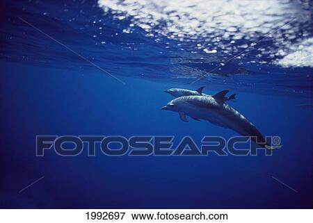 Stock Photo - Hawaii, Big Island, Kona, Spotted Dolphins, Sunshine On The Surface Seen From Underwater.. Fotosearch