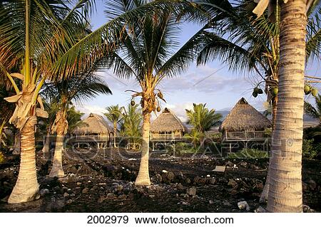 Hawaii, Big Island, Kona Village Resort, Bungalows Afternoon Light, Palms Foreground View Large Photo Image Stock Photo - Hawaii, Big Island, Kona Village Resort, Bungalows Afternoon Light, Palms Foreground. Fotosearch
