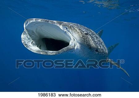 Stock Image - Hawaii, Big Island, Kona, Whale Shark (Rhiniodon Typus) With Mouth Wide Open. Fotosearch