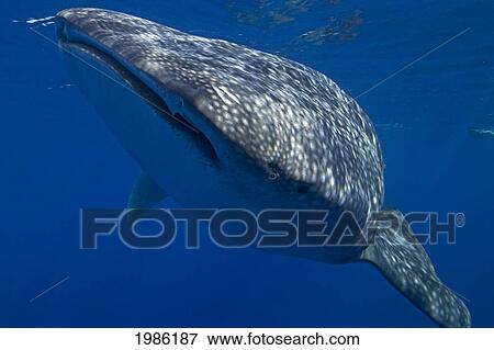 Stock Photo - Hawaii, Big Island, Kona, Whale Shark (Rhiniodon Typus) Swimming Forward.. Fotosearch