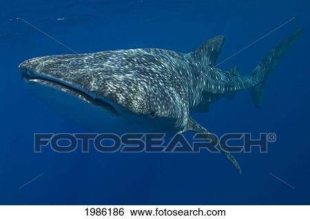 Stock Photograph - Hawaii, Big Island, Kona, Whale Shark (Rhiniodon Typus) Swimming Forward.. Fotosearch