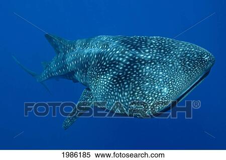 Stock Photography - Hawaii, Big Island, Kona, Whale Shark (Rhiniodon Typus) Swimming Forward.. Fotosearch