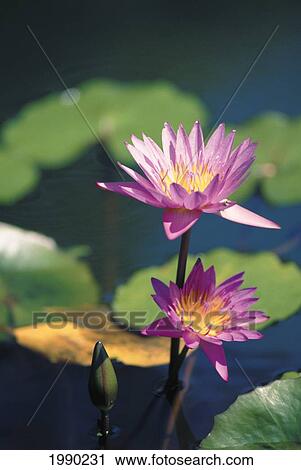 Stock Image - Hawaii, Big Island, Lilio-Lana-I-Ka-Wai Pond, Water Lilies, Purple. Fotosearch