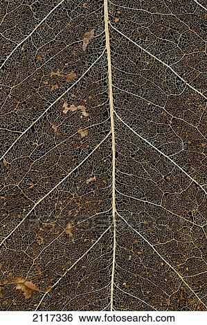 Stock Photograph - Hawaii, Big Island, Macro detail of a Kona Coffee leaf.. Fotosearch