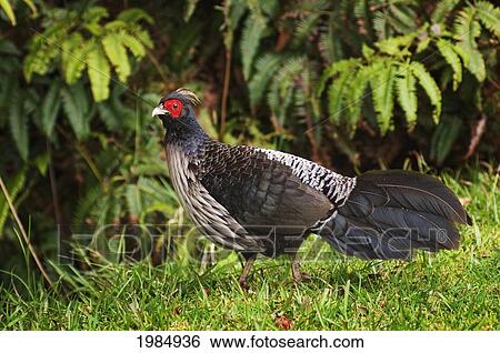 Hawaii, Big Island, Male Kalij Pheasant, Introduced As A Game Bird, Among Greenery. View Large Photo Image Stock Photograph - Hawaii, Big Island, Male Kalij Pheasant, Introduced As A Game Bird, Among Greenery.. Fotosearch
