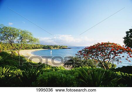 Hawaii, Big Island, Mauna Kea Beach Resort, Overview Of Kauna'oa Beach View Large Photo Image Stock Photograph - Hawaii, Big Island, Mauna Kea Beach Resort, Overview Of Kauna'oa Beach. Fotosearch