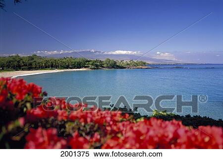 Hawaii, Big Island, Mauna Kea Beach Bougainvillea Foreground Calm Ocean, Coast View Large Photo Image Stock Photography - Hawaii, Big Island, Mauna Kea Beach Bougainvillea Foreground Calm Ocean, Coast. Fotosearch