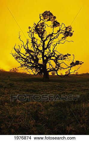 Picture - Hawaii, Big Island, Mauna Kea, Silhouette Of Koa Tree At Sunset.. Fotosearch