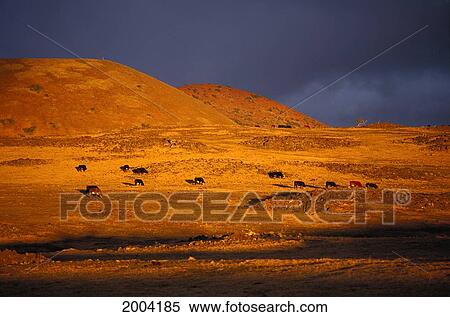 Hawaii, Big Island, Mauna Kea, Foothills At Sunrise, Orange Light With Cows Grazing View Large Photo Image Stock Photography - Hawaii, Big Island, Mauna Kea, Foothills At Sunrise, Orange Light With Cows Grazing. Fotosearch