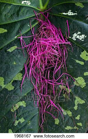 Stock Photo - Hawaii, Big Island, Mountain Apple Stamens Sit On Top A Tropical Leaf.. Fotosearch