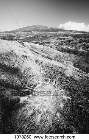 Hawaii, Big Island, Moving Fountain Grass And Hualalai Volcano (Black And White Photograph). View Large Photo Image Stock Image - Hawaii, Big Island, Moving Fountain Grass And Hualalai Volcano (Black And White Photograph).. Fotosearch