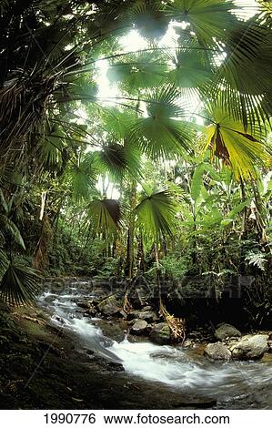 Stock Photograph - Hawaii, Big Island, North Hilo Stream, View Of Stream From Inside Rainforest.. Fotosearch