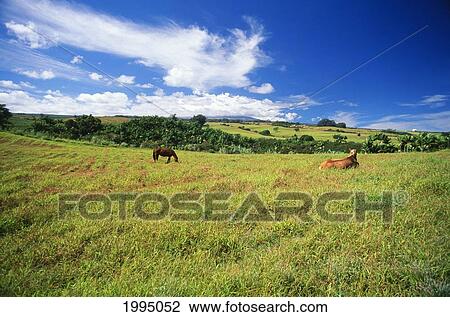 Hawaii, Big Island, North Hilo, Umauma Area, Horses Grazing In Pasture. View Large Photo Image Stock Image - Hawaii, Big Island, North Hilo, Umauma Area, Horses Grazing In Pasture.. Fotosearch