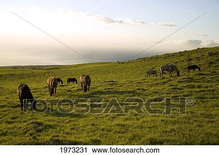 Stock Image - Hawaii, Big Island, North Kohala, Horses On Green Meadow.. Fotosearch