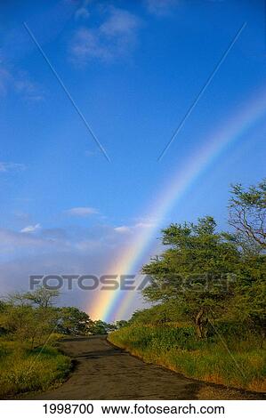 Stock Image - Hawaii, Big Island, North Kohala, Rainbow, Old Road, Kiawe Trees B1469. Fotosearch