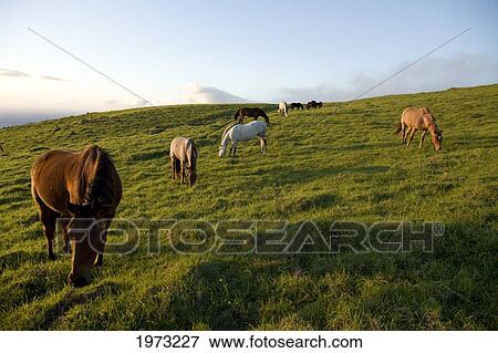 Stock Photo - Hawaii, Big Island, North Kohala, Horses On Green Meadow.. Fotosearch