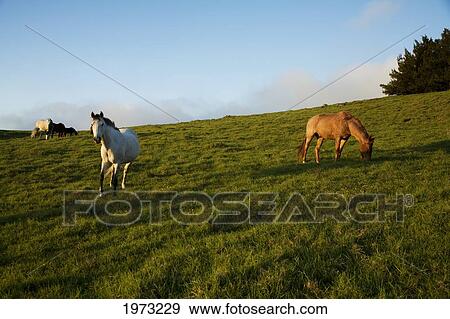 Stock Photo - Hawaii, Big Island, North Kohala, Horses On Green Meadow.. Fotosearch