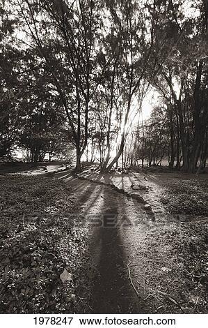 Stock Photo - Hawaii, Big Island, North Kohala, Pololu Valley, Sunrise Light Filters Through Ironwood Trees (Sepia Photograph).. Fotosearch