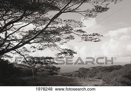 Hawaii, Big Island, North Kohala, Pasture And Forest Land With Tree In Foreground (Sepia Photograph). View Large Photo Image Stock Photo - Hawaii, Big Island, North Kohala, Pasture And Forest Land With Tree In Foreground (Sepia Photograph).. Fotosearch