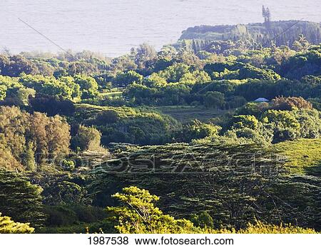 Stock Photo - Hawaii, Big Island, North Kohala, Overview Of Forest Landscape.. Fotosearch