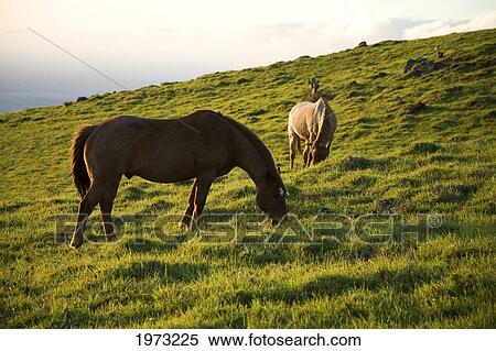 Hawaii, Big Island, North Kohala, Horses On Green Meadow. View Large Photo Image Stock Photography - Hawaii, Big Island, North Kohala, Horses On Green Meadow.. Fotosearch