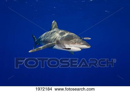 Hawaii, Big Island, Oceanic Whitetip (Carcharhinus Longimanus) Shark Cruises The Open Ocean With A Pilot Fish. View Large Photo Image Picture - Hawaii, Big Island, Oceanic Whitetip (Carcharhinus Longimanus) Shark Cruises The Open Ocean With A Pilot Fish.. Fotosearch