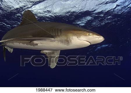 Stock Photo - Hawaii, Big Island, Oceanic Whitetip Shark (Carcharhinus Longimanus) In Open Ocean. Fotosearch