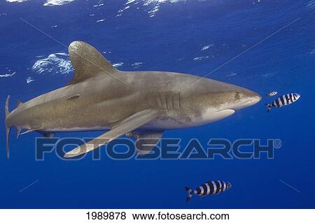 Hawaii, Big Island, Oceanic Whitetip Shark (Carcharhinus Longimanus) With Pilot Fish View Large Photo Image Stock Photo - Hawaii, Big Island, Oceanic Whitetip Shark (Carcharhinus Longimanus) With Pilot Fish. Fotosearch