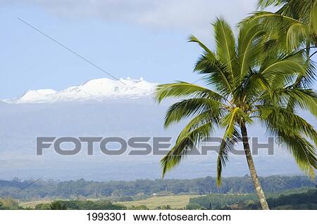 Hawaii, Big Island, Outside Of Hilo, Snow Covered Mauna Kea In The Background View Large Photo Image Stock Image - Hawaii, Big Island, Outside Of Hilo, Snow Covered Mauna Kea In The Background. Fotosearch
