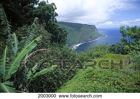 Hawaii, Big Island, Over View Of Waipio Valley And Ocean Beyond, Lush Plant Life View Large Photo Image Stock Image - Hawaii, Big Island, Over View Of Waipio Valley And Ocean Beyond, Lush Plant Life. Fotosearch