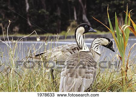 Stock Image - Hawaii, Big Island, Pair Of Nene Goose (Nesochen Sandvicensis) Walking On Grass.. Fotosearch