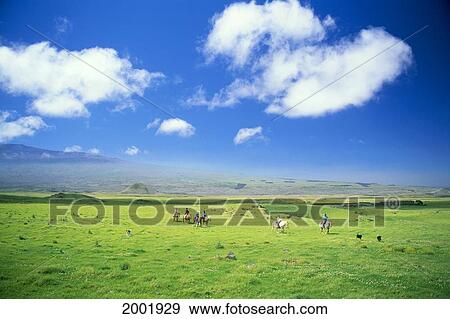 Hawaii, Big Island, Parker Ranch, Group Of People On Trail Ride In Green Field, Blue Sky View Large Photo Image Stock Photo - Hawaii, Big Island, Parker Ranch, Group Of People On Trail Ride In Green Field, Blue Sky. Fotosearch