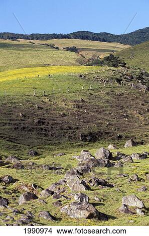Picture - Hawaii, Big Island, Parker Ranch (Waiki'i), Green Rocky Pasture. Kohala Mountains.. Fotosearch