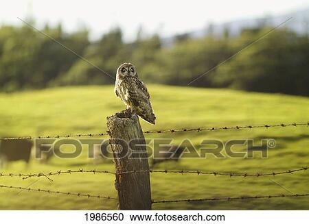 Hawaii, Big Island, Parker Ranch, Pueo, Rare Hawaiian Owl, Perched On A Fence Post. View Large Photo Image Stock Image - Hawaii, Big Island, Parker Ranch, Pueo, Rare Hawaiian Owl, Perched On A Fence Post.. Fotosearch