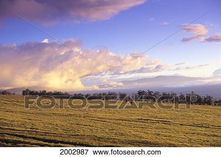 Hawaii, Big Island, Parker Ranch, Cattle Grazing In Distance, Sunset Lighting View Large Photo Image Stock Photo - Hawaii, Big Island, Parker Ranch, Cattle Grazing In Distance, Sunset Lighting. Fotosearch