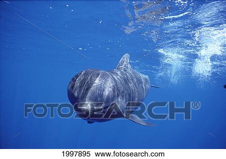 Stock Photography - Hawaii, Big Island, Pilot Whale Smiles For Camera, Underwater Near Surface With Reflections A94C. Fotosearch