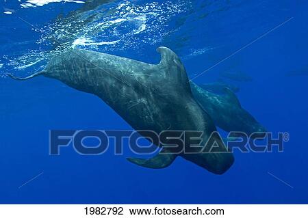 Hawaii, Big Island, Pod Of Short Finned Pilot Whales Underwater. View Large Photo Image Stock Image - Hawaii, Big Island, Pod Of Short Finned Pilot Whales Underwater.. Fotosearch