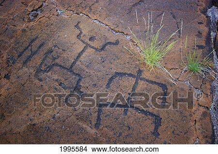 Picture - Hawaii, Big Island, Puako Petroglyphs, Closeup Of Carving. Fotosearch